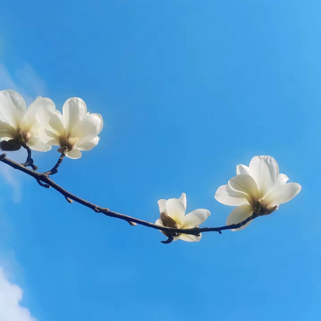 留白处✨