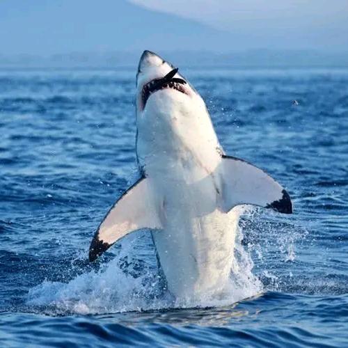 小登户外渔具装备