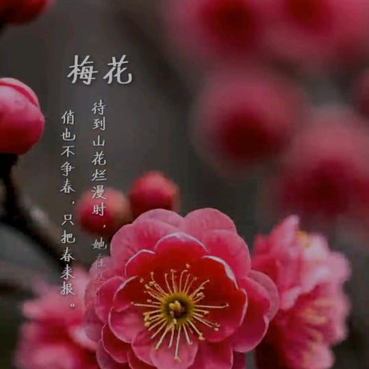 红梅