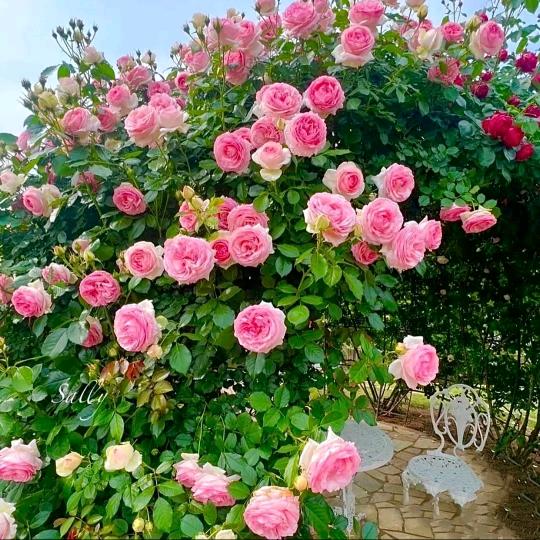 君君花卉