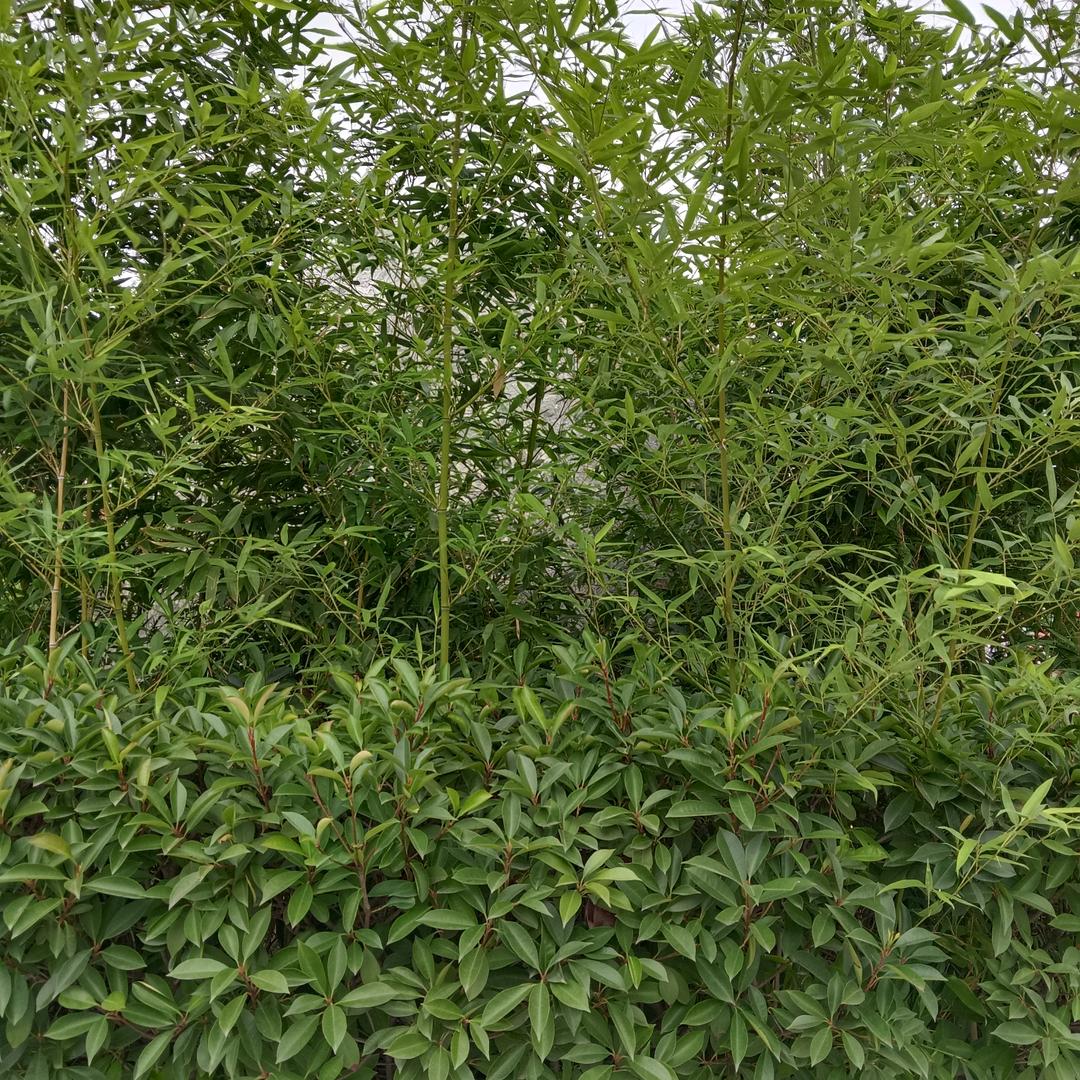 ‘衣然在爱你