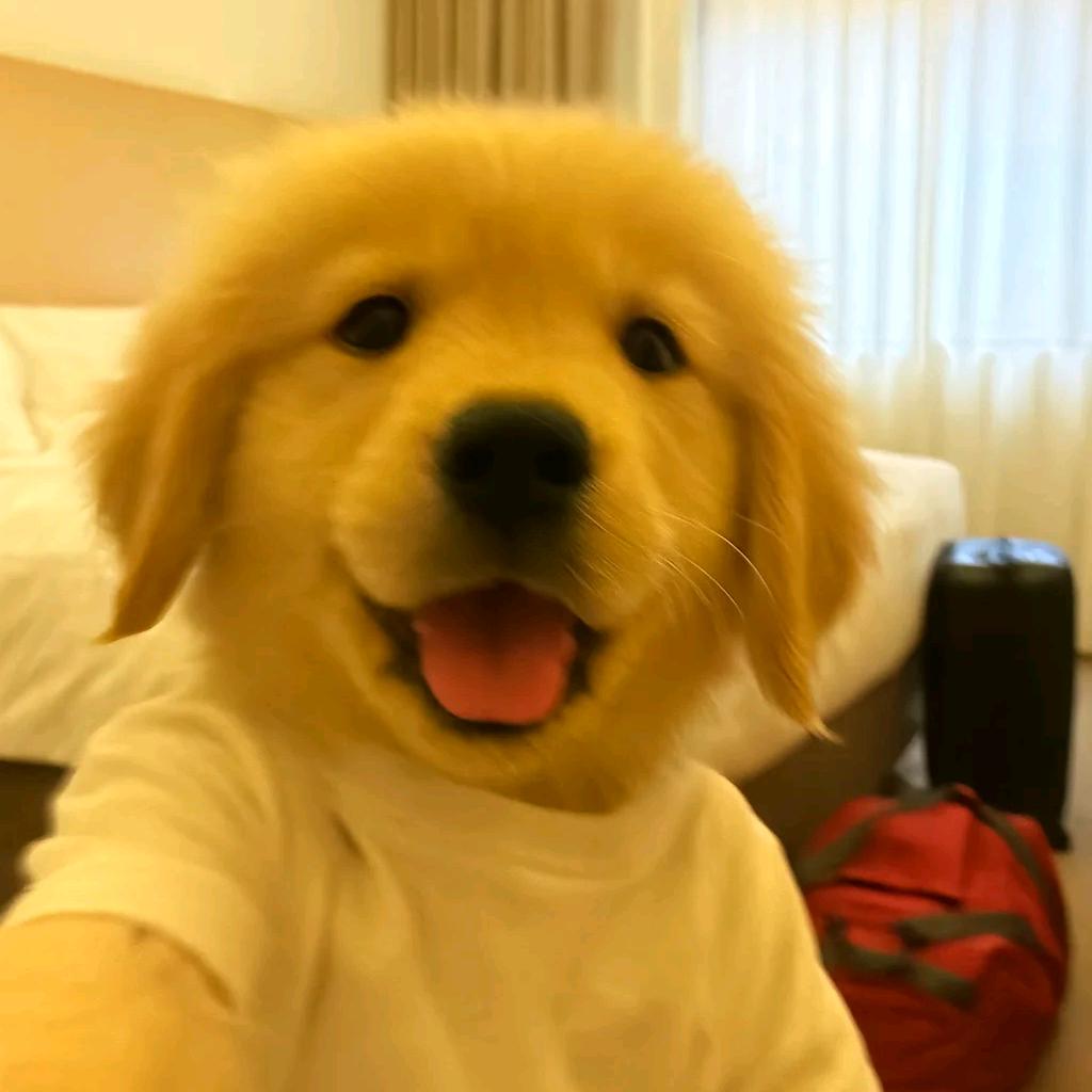 小袁爱吃栗子🌰