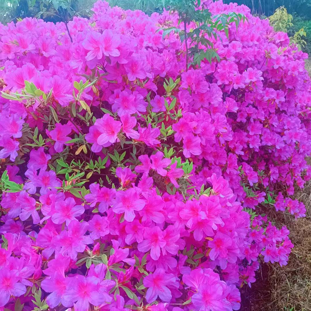花一样的心情