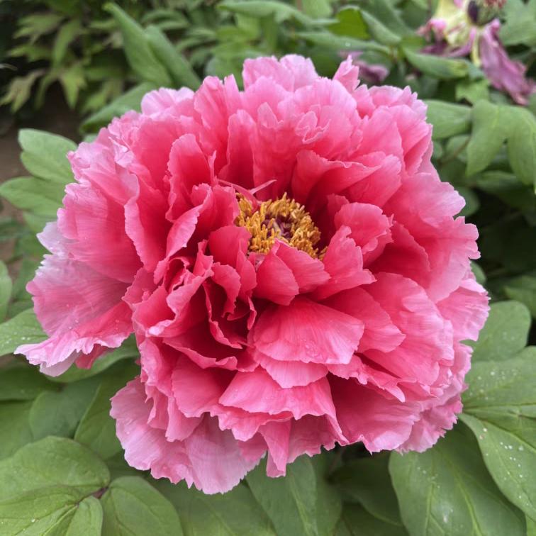菏泽千慧牡丹芍药精品阁