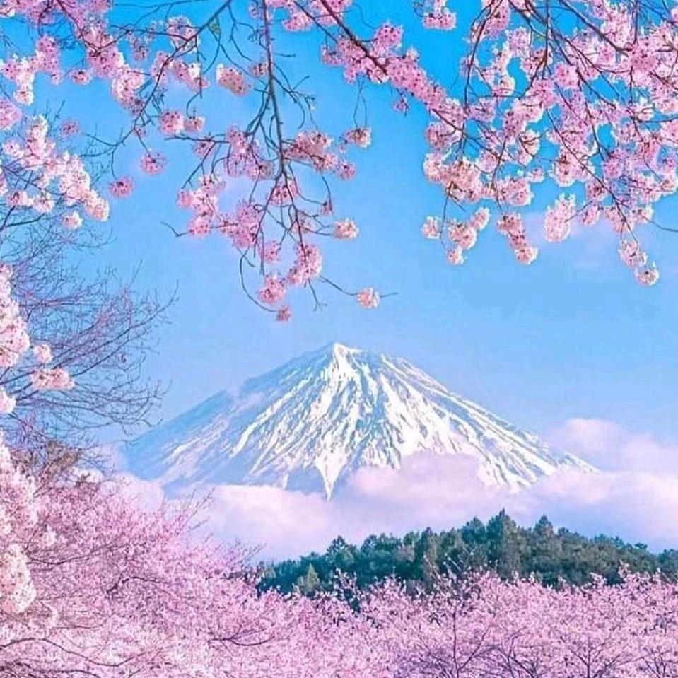 鑫雅