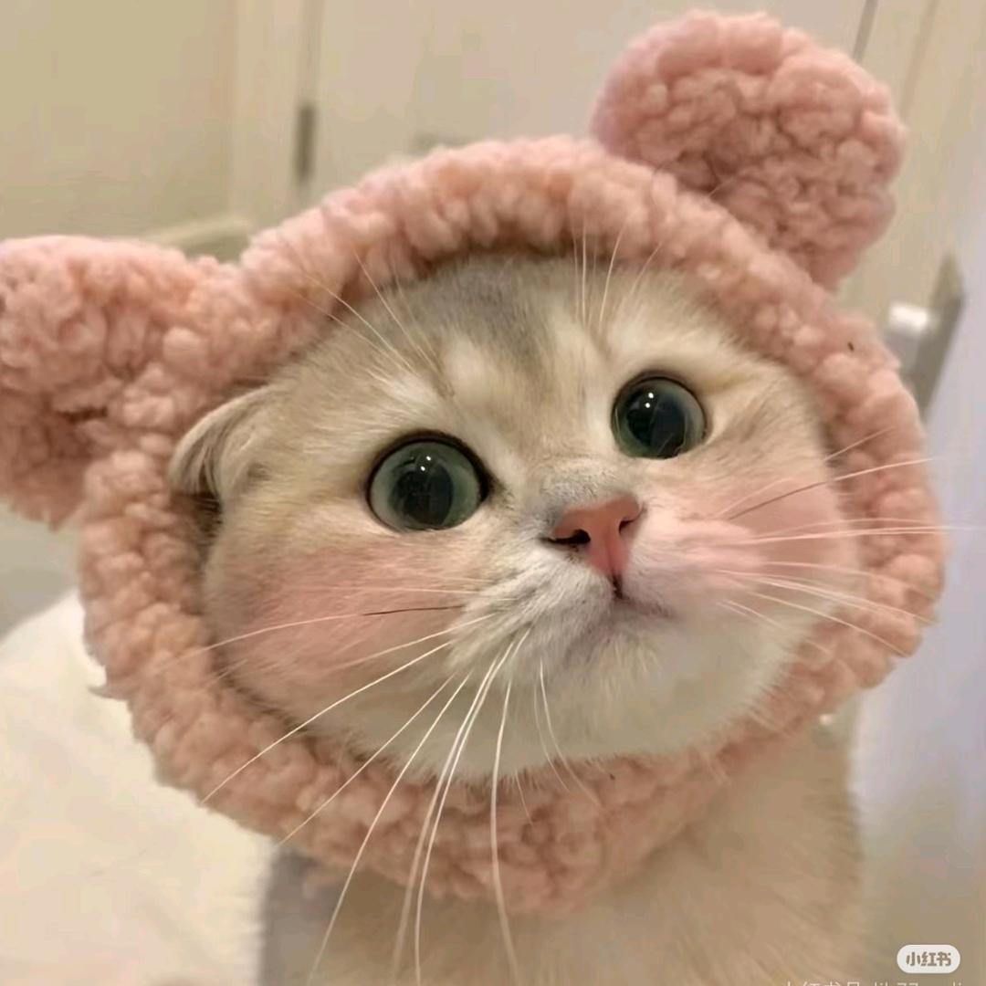 脑袋困掉了