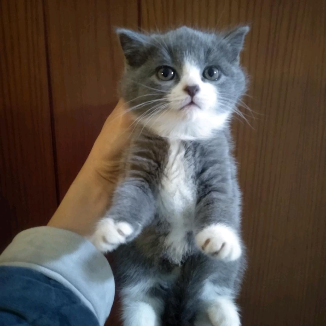 我的猫叫拖狗