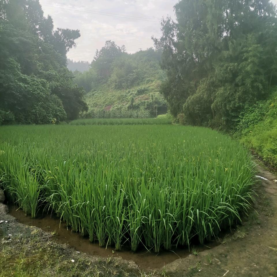 缘来是你