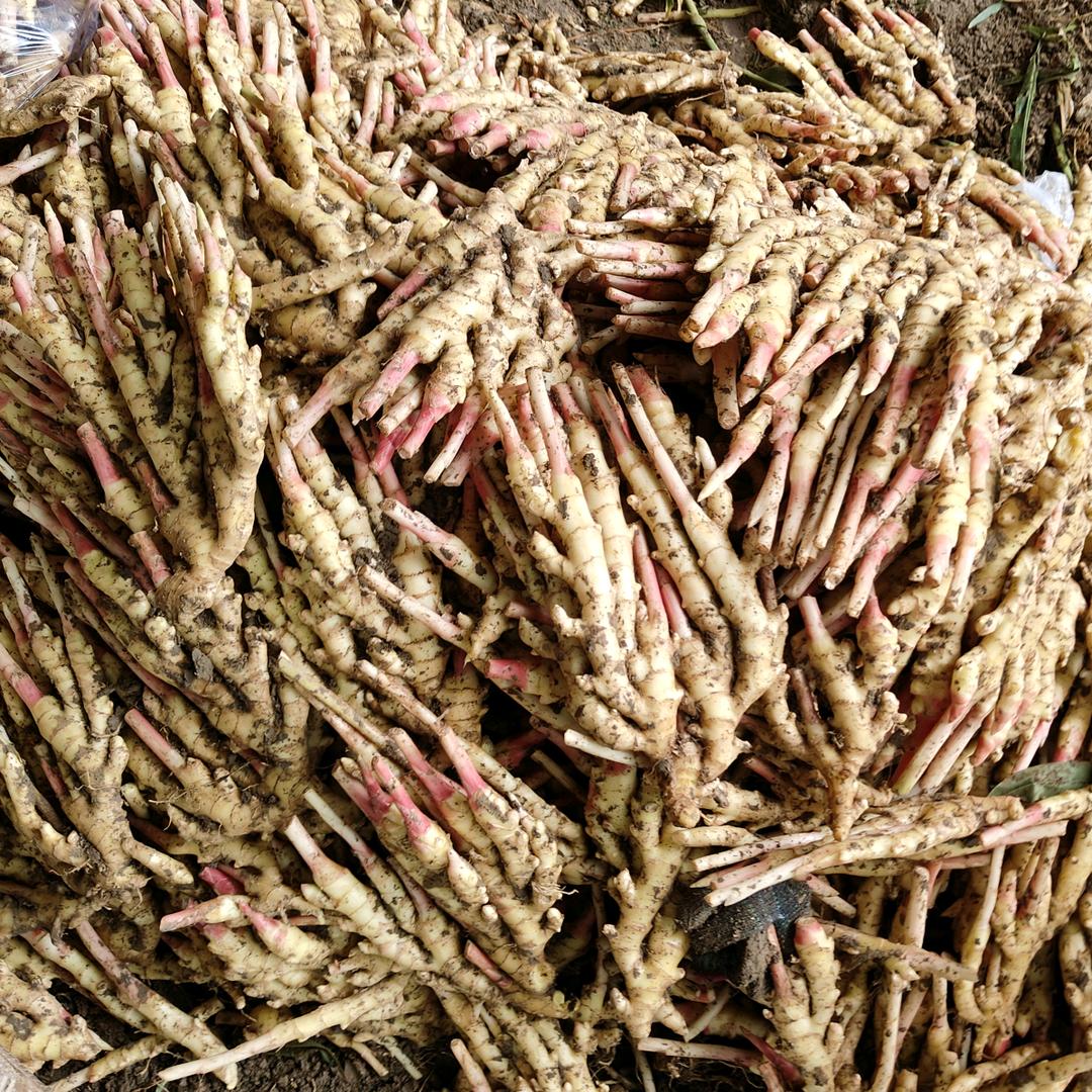 乐乐生鲜农产品产地直销