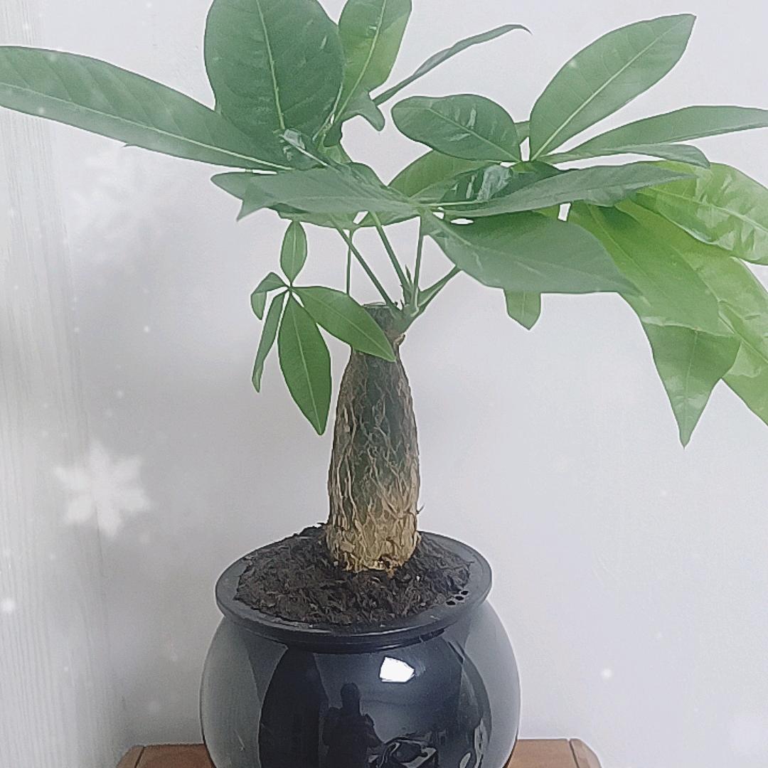 顺风顺水