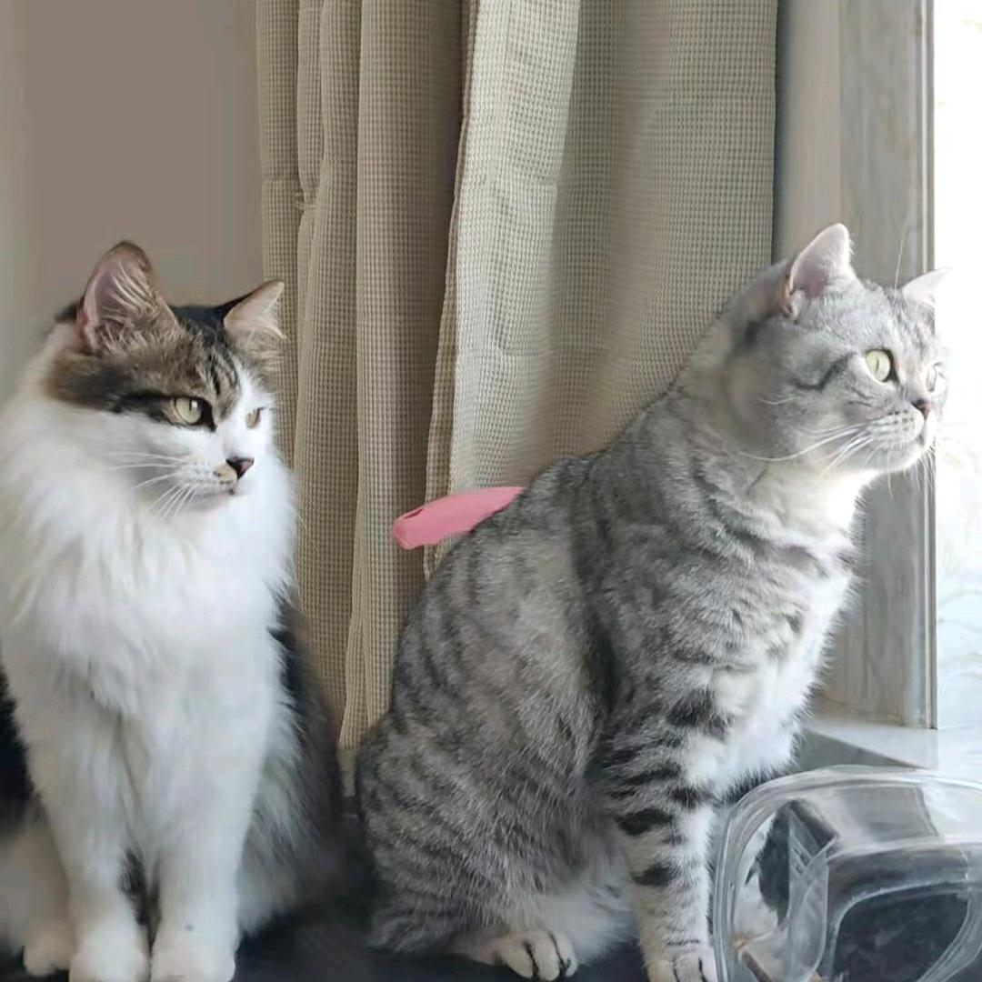 住在猫窝里