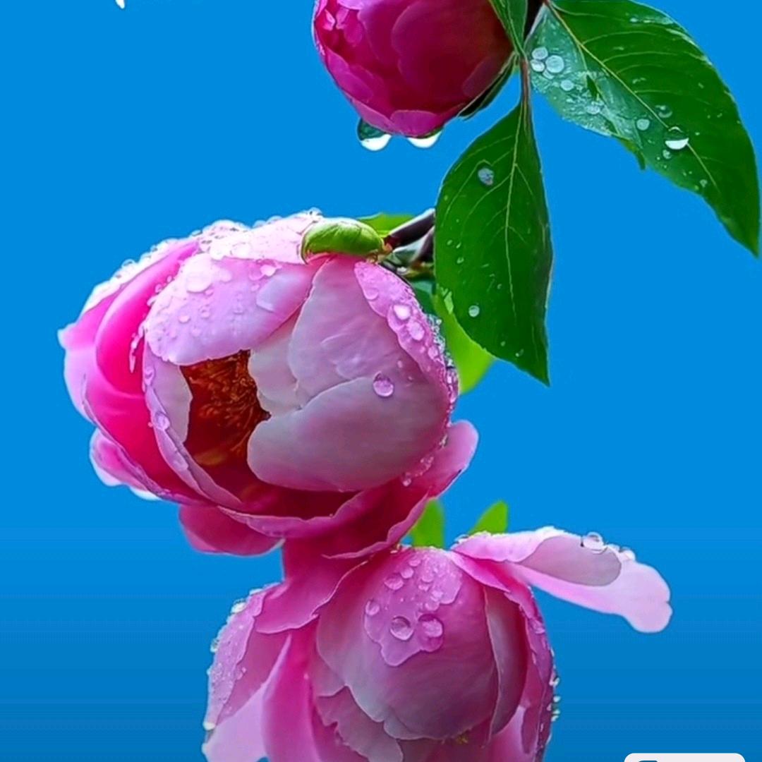 向日葵🌻
