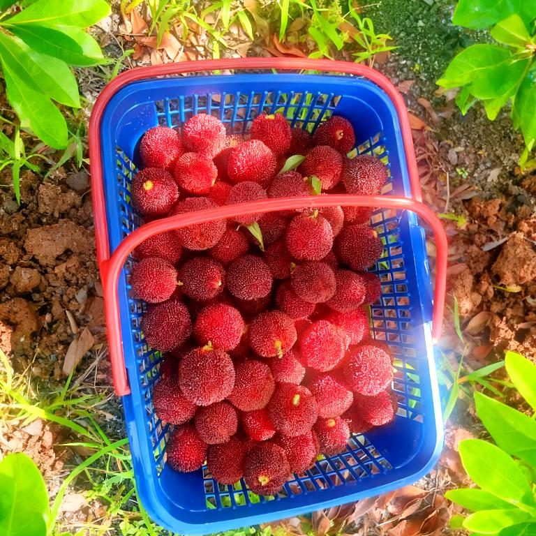 我是农村做杨梅生意