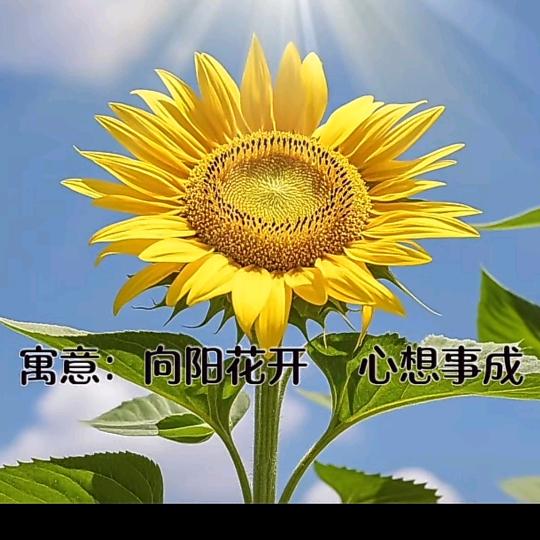 向阳花开