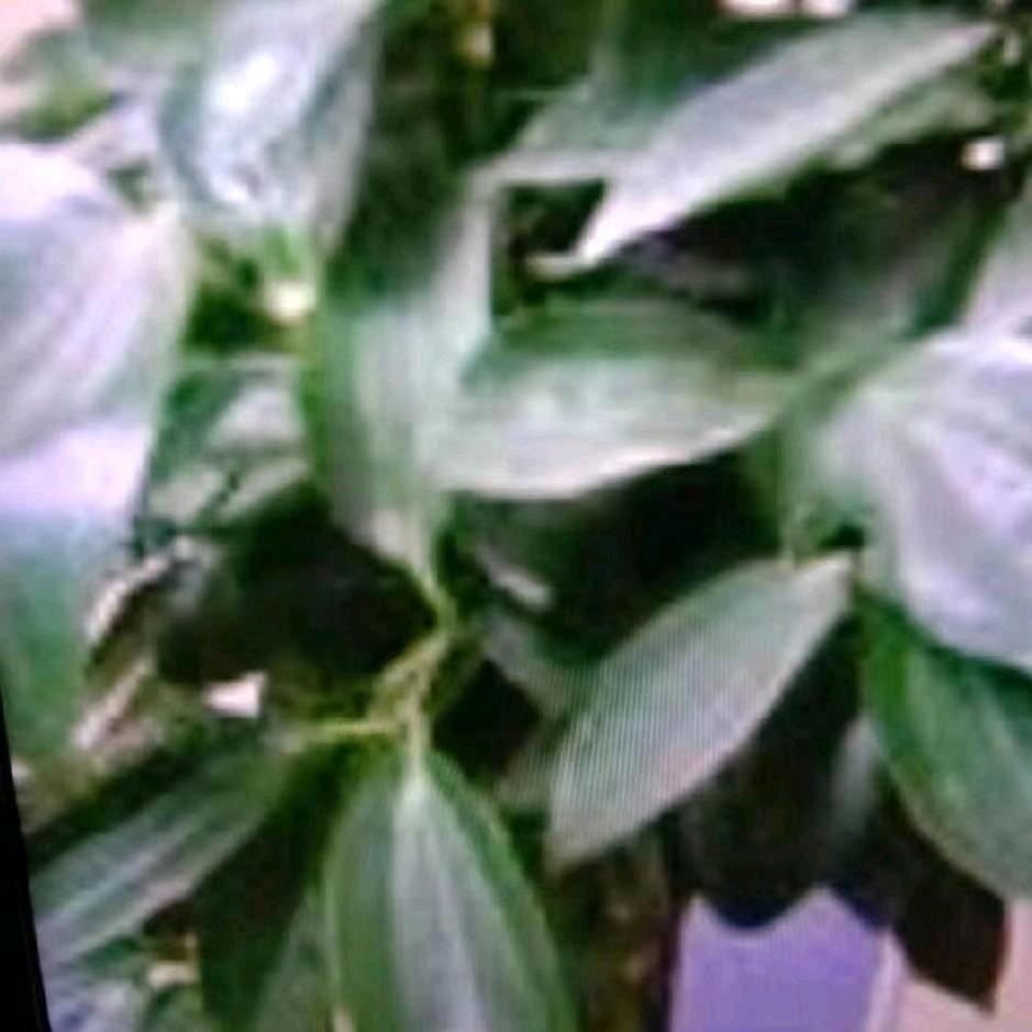 梅桂花心想事成_