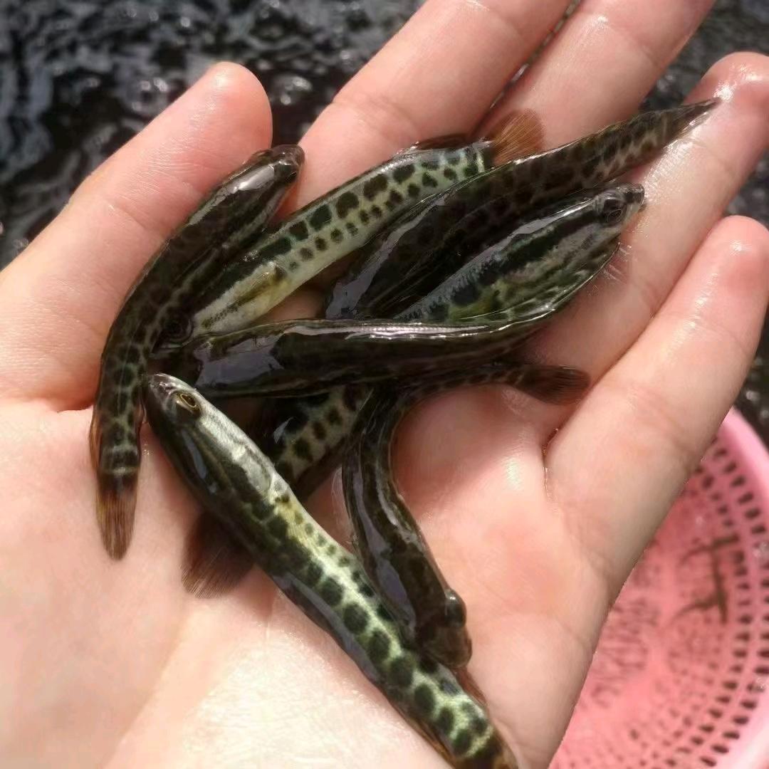 安徽水产孵化基地