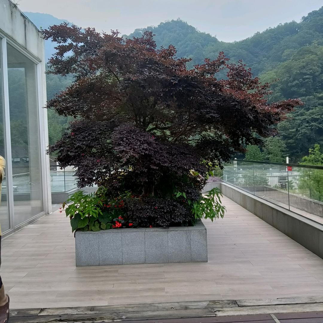 往事随风