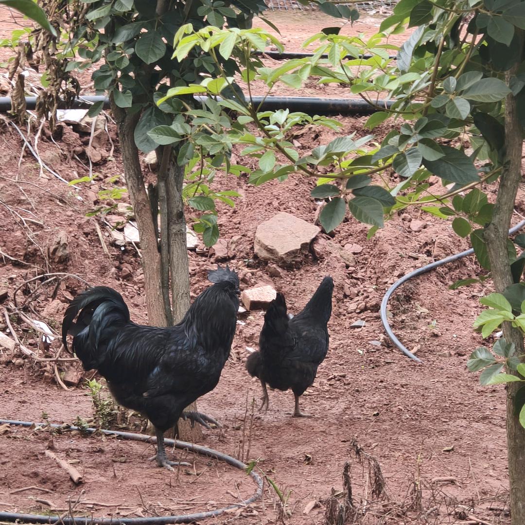 乌鸡夫妇团队（勇哥）