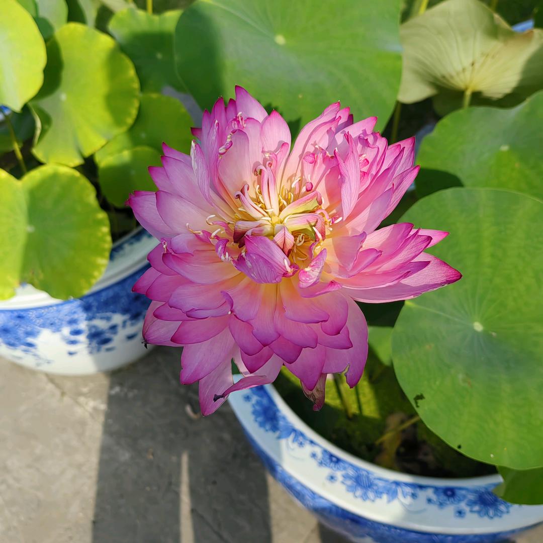 阿婷