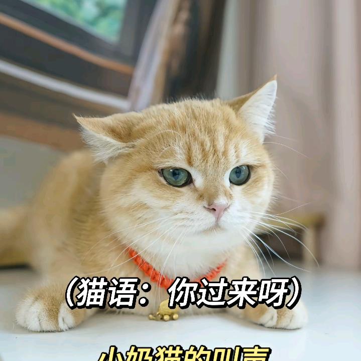蛋黄是只猫