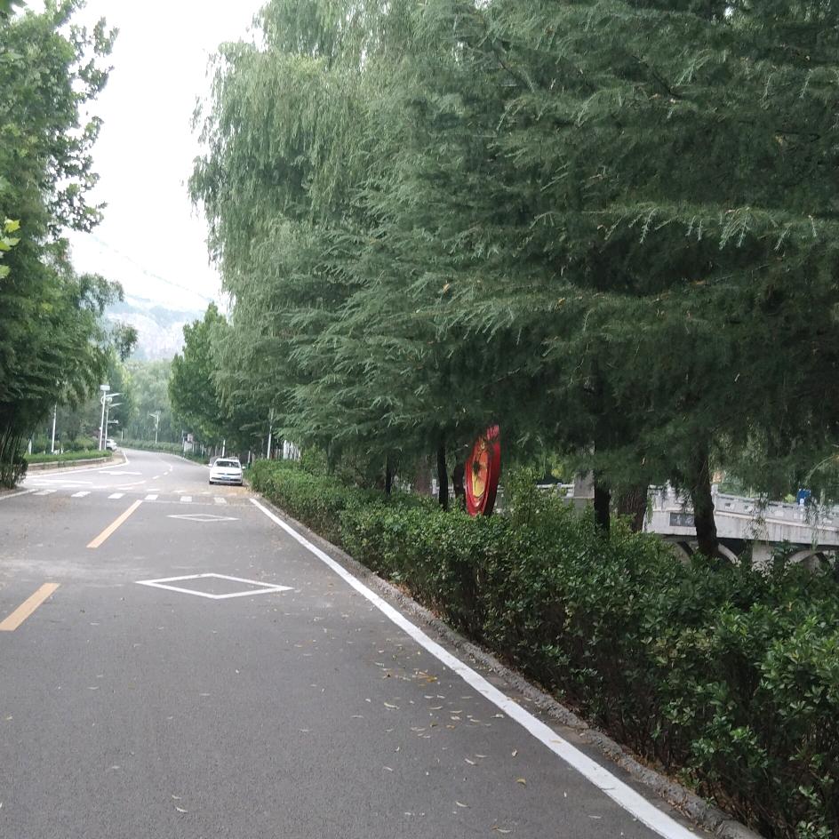 巩茂芝