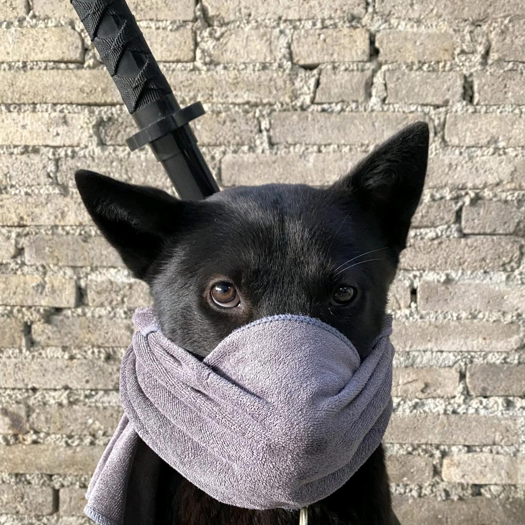 都别惹我我看了900多集柯南，精通200