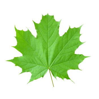 安 🌱🍁
