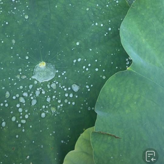 炎夏清晨