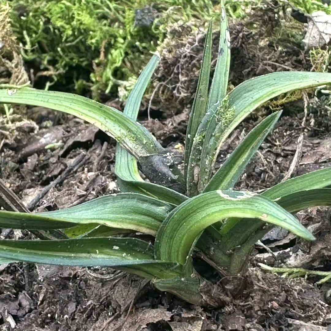 逮鱼摸虾（玩蓝花）