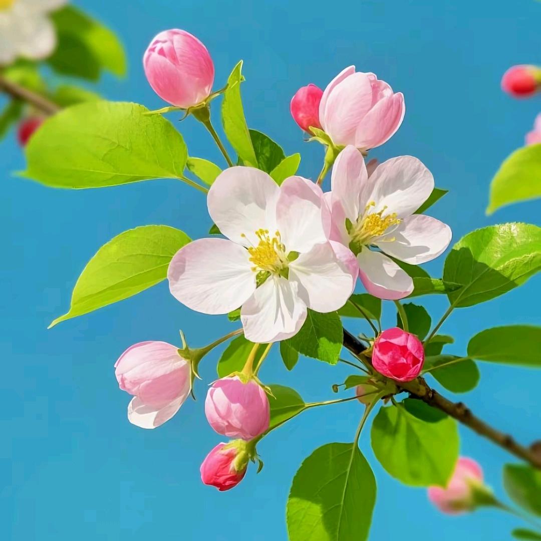 小伊子