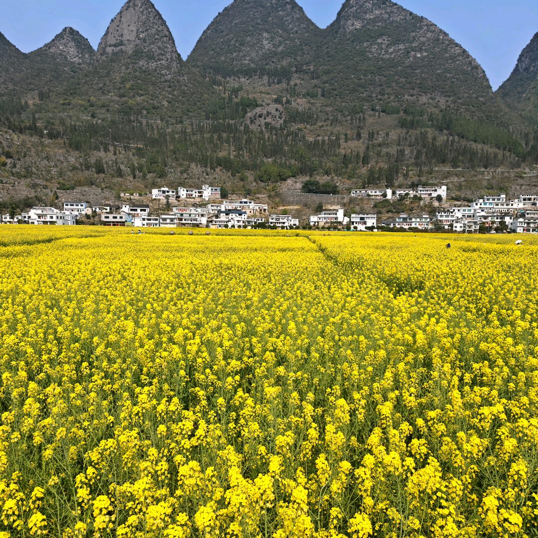 小小白