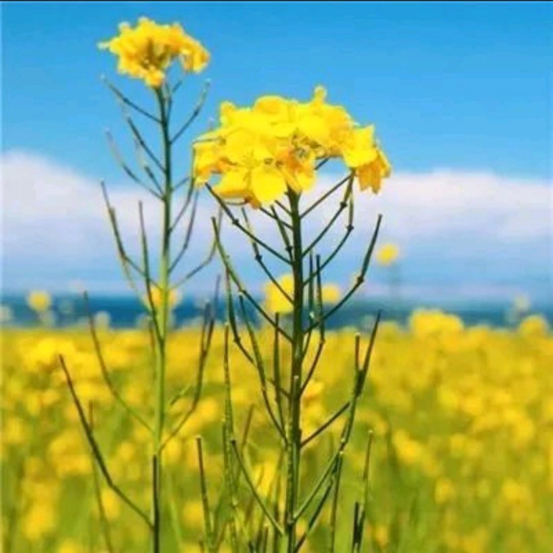 简简单单的幸福