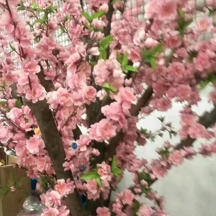 艳子姐