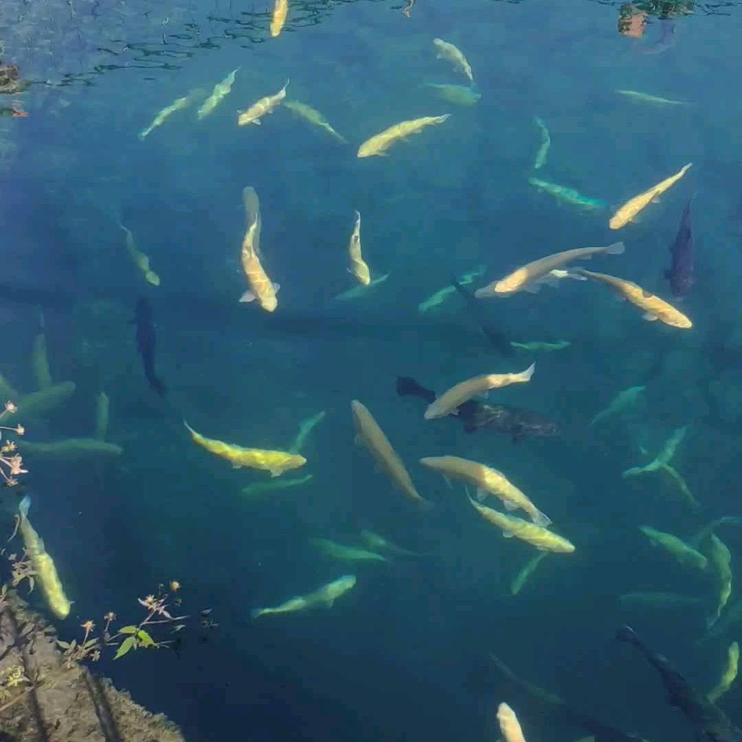 凌飞