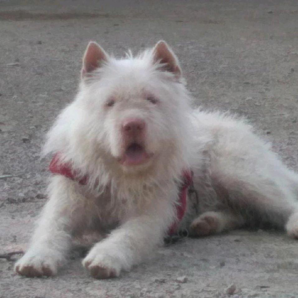 阿伟下司猎犬