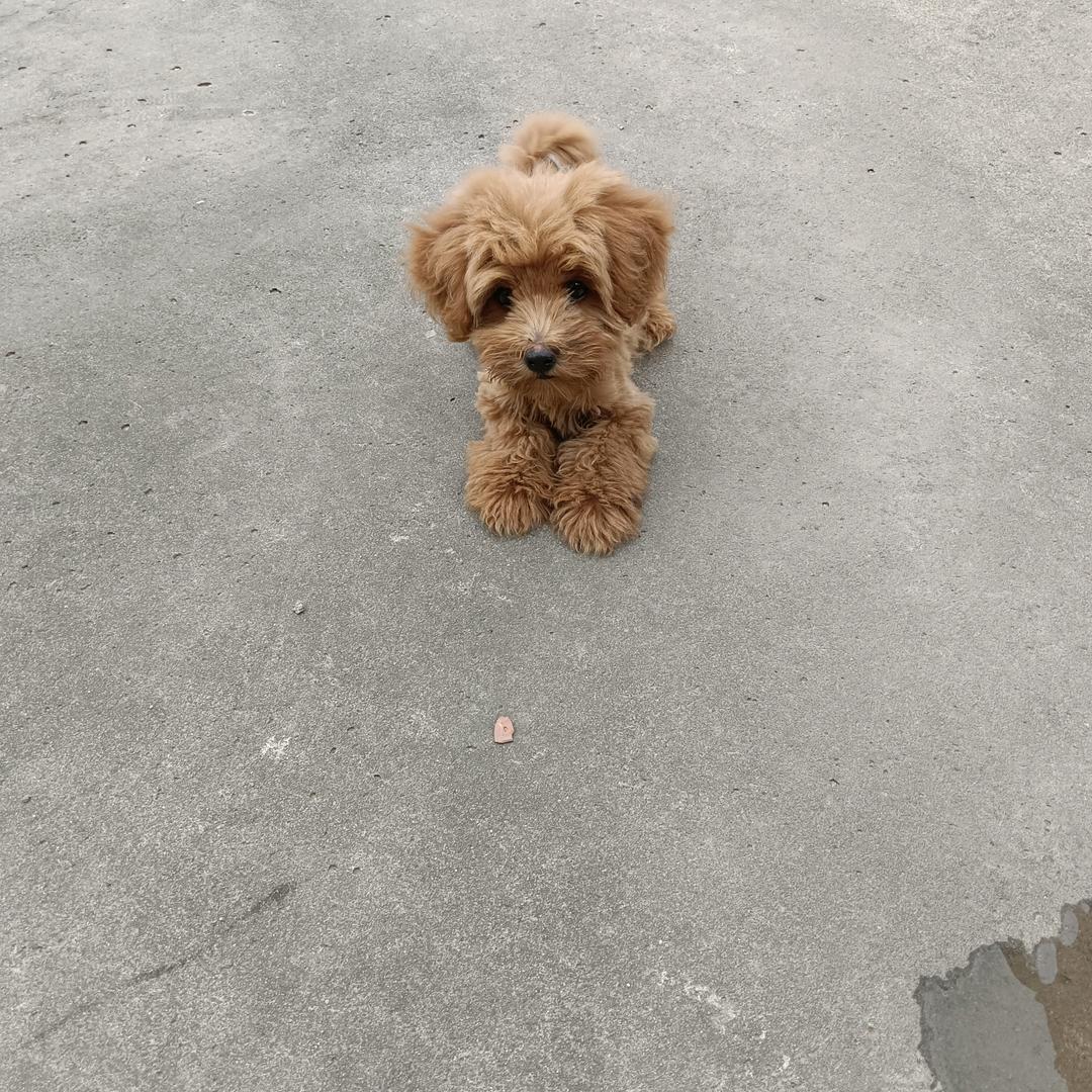 王家大哥