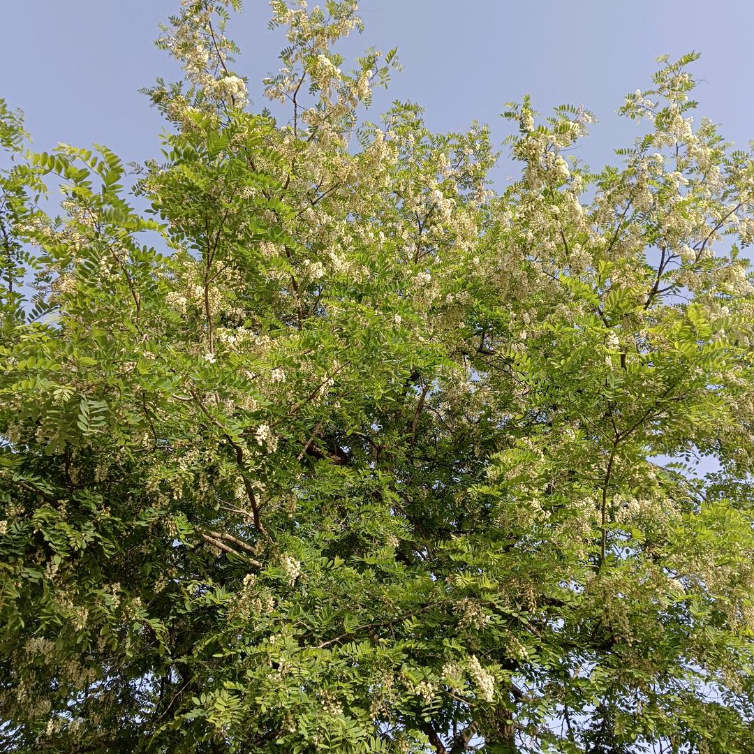 明天66