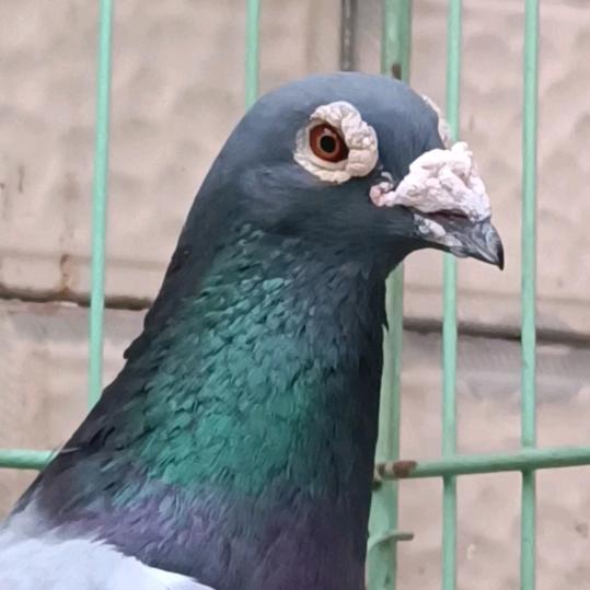 成都金眼信鸽