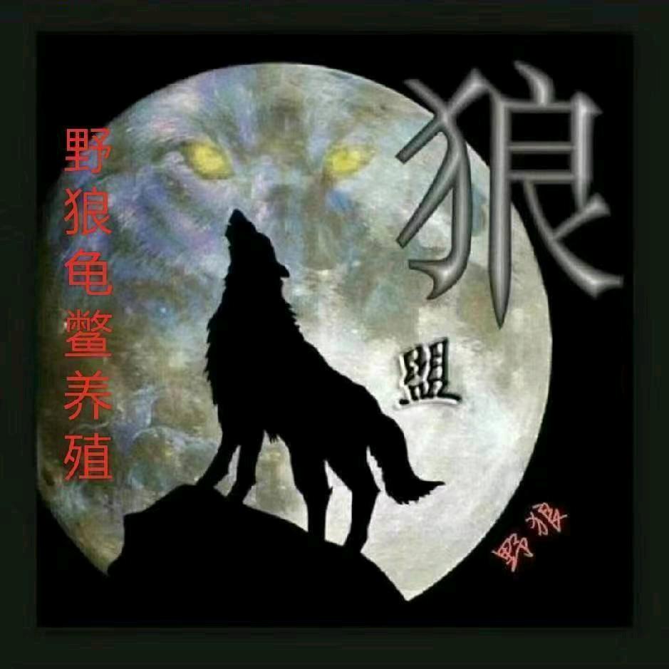 野狼（龟宠）🐢小玩家