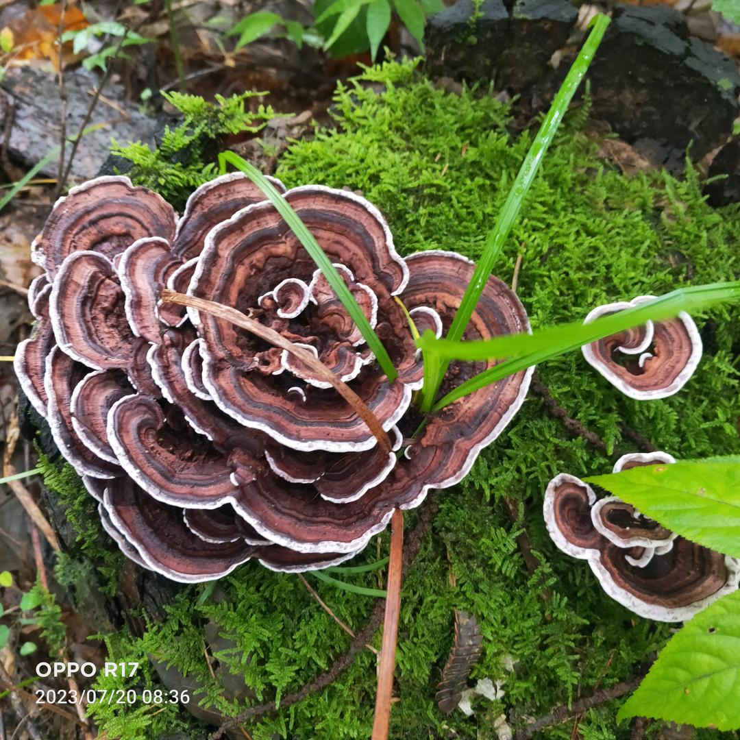 玉霞民宿房东(距离乌江寨800米)