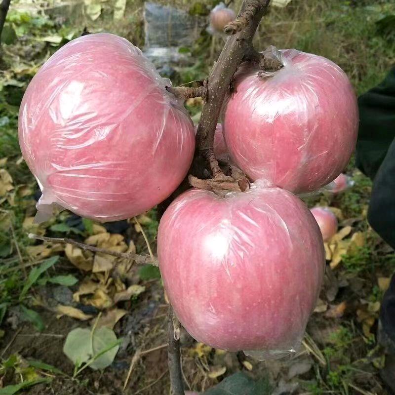 尉河果业