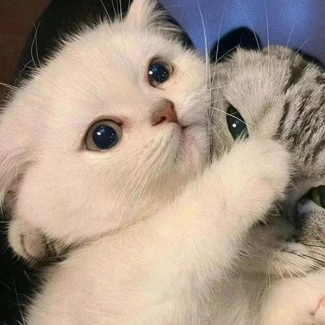 暮冬七