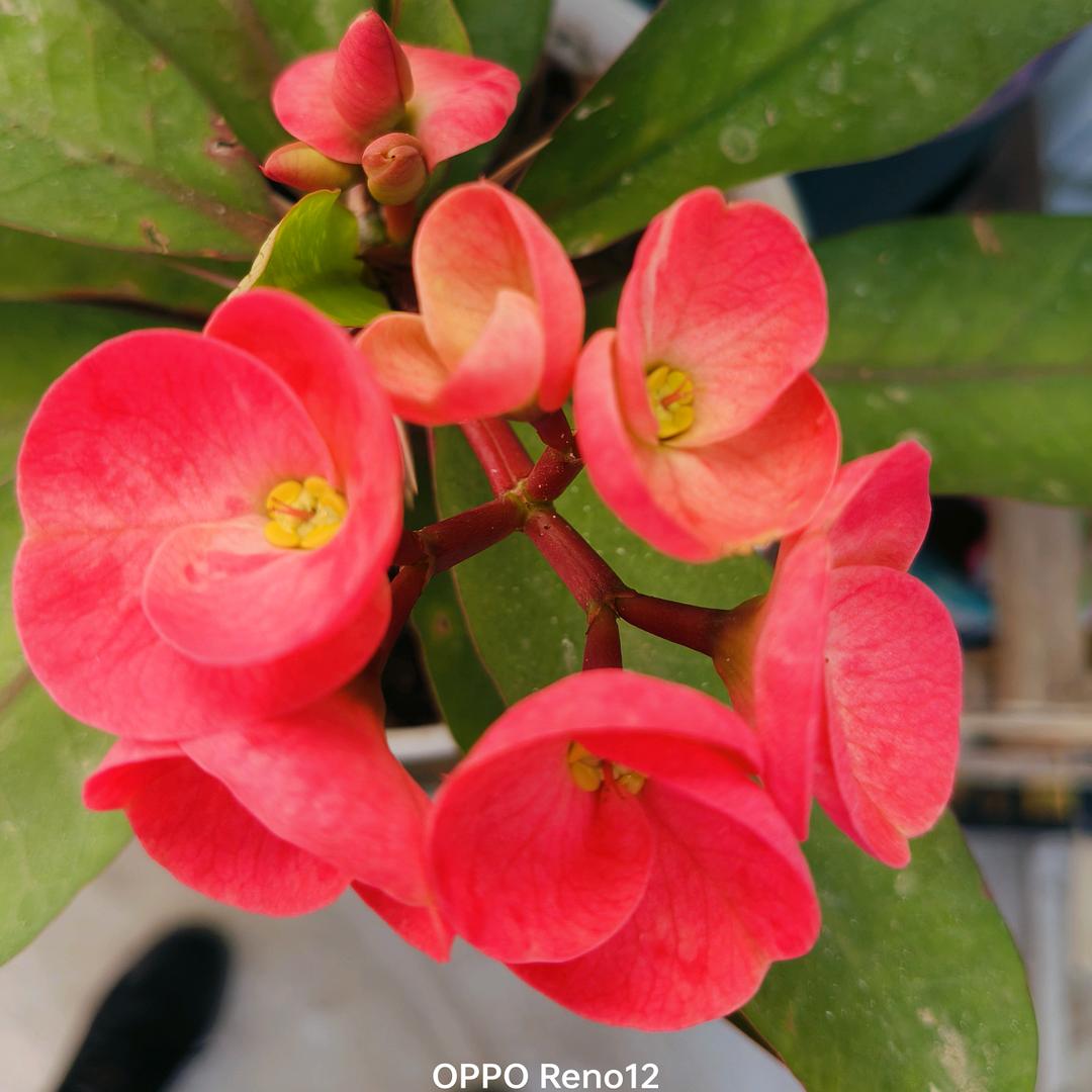 、ゝ回眸相視笑