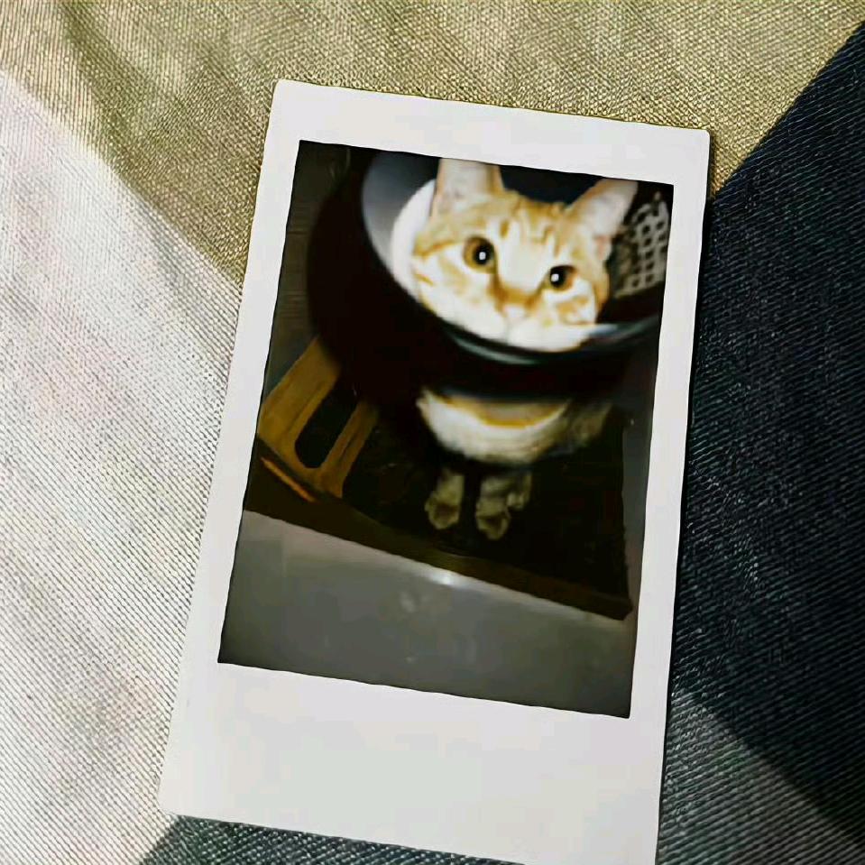 煮芋头出逃计划