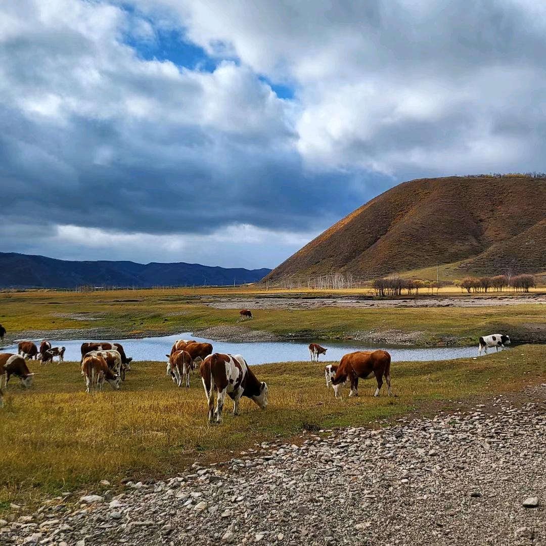不会游泳的鱼🐟