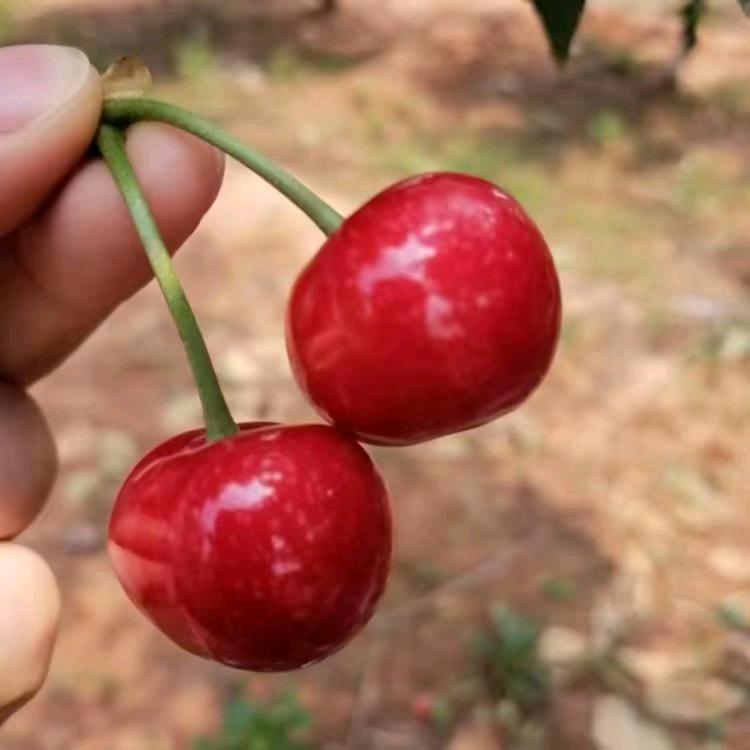 樱桃哥🍒嘉兴集采