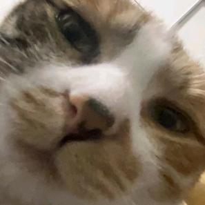 三咪会永远注视你
