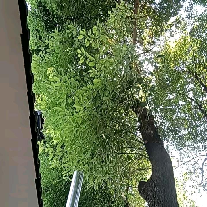 风中情缘