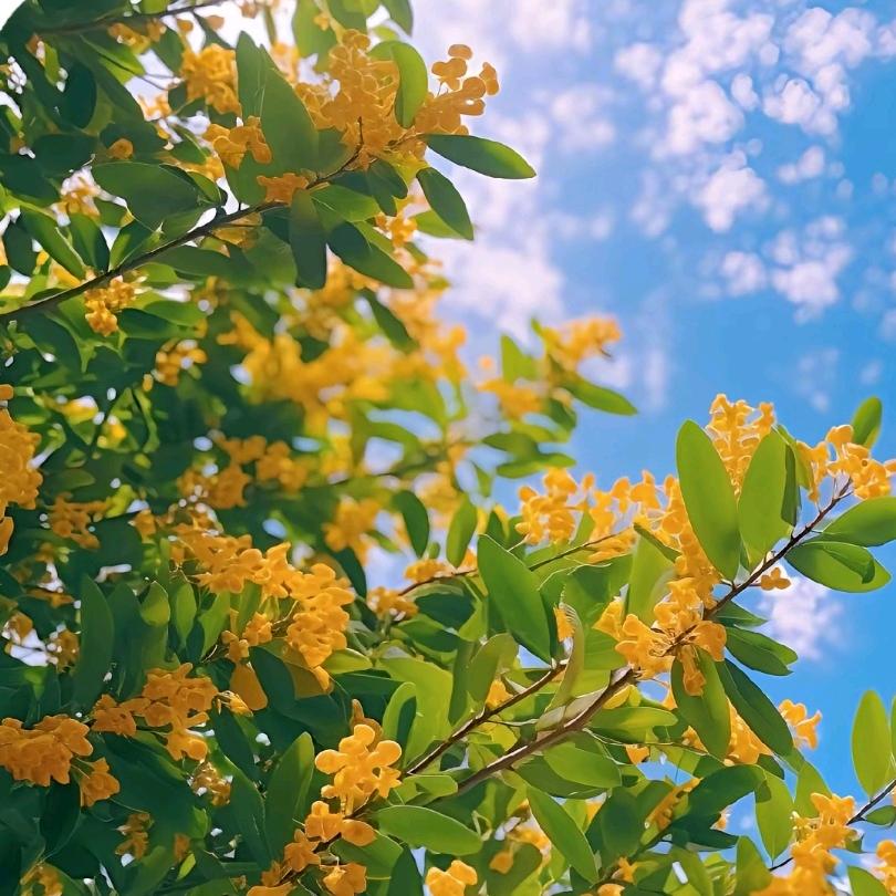 💞ঞᩚ᭄幸运ꕥ້໌ᮨ相随💕