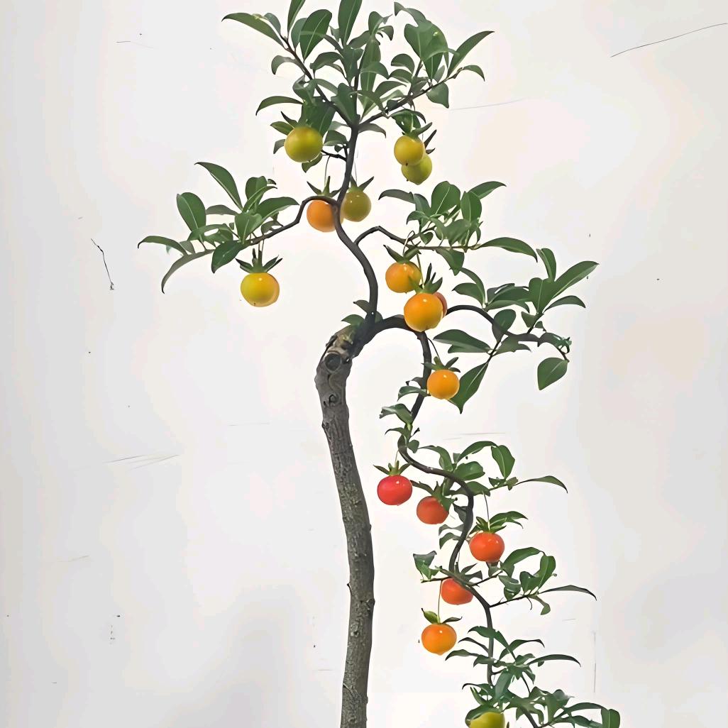 冯妹花卉园艺店